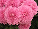 Pink chrysanthemums Alyonka. 
Size: 700x525. 
File size: 490,53 KB