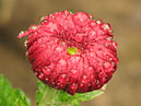 Bud of chrysanthemum Demurral Red. 
Size: 700x867. 
File size: 646,32 KB