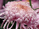 Flower of chrysanthemum La Cagouille. 
Size: 700x834. 
File size: 685,78 KB