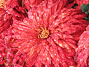 Red chrysanthemum Coral. 
Size: 700x905. 
File size: 802,74 KB