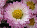 Chrysanthemum Cvetik-Semitsvetik with small flowers. 
Size: 700x525. 
File size: 455,38 KB