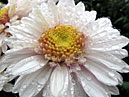 Цветок белой хризантемы Таффета Уайт (Taffeta White). 
Размер: 700x525. 
Размер файла: 437.54 КБ