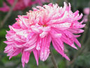 Chrysanthemum Diplomat Purpur. 
Size: 700x933. 
File size: 651,33 KB