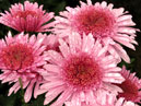 Pink chrysanthemums Eleanor Pink. 
Size: 700x856. 
File size: 719,06 KB