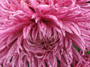 Cascade of pink chrysanthemums Heros Jean Guizonnier. 
Size: 700x854. 
File size: 791,61 KB