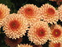 Sunlit chrysanthemums Kapriz (translation from Russian - Caprice). 
Size: 700x539. 
File size: 386,94 KB