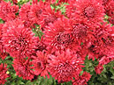 Красные цветы хризантемы Вишнёвый Сад. 
Размер: 700x521. 
Размер файла: 534.87 КБ