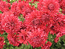 Red flowers of chrysanthemum Vishneviy Sad (translation from Russian - Cherry Garden) 
Size: 700x521. 
File size: 534,87 KB