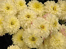 Chrysanthemums Ranniy Sneg (translation from Russian - Early Snow) of Nikitsky bothanical garden selection. 
Size: 700x525. 
File size: 420,91 KB