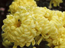 Flowers of chrysanthemum Nikitskaya Skazka. 
Size: 700x541. 
File size: 334,62 KB