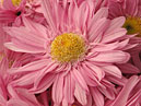 Flower of pink chrysanthemum Hebe. 
Size: 700x788. 
File size: 561,25 KB