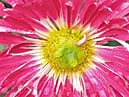 Center of chrysanthemum Etna flower. 
Size: 700x867. 
File size: 710,18 KB