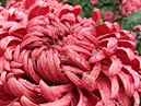 Swirl-like flower of chrysanthemum Demurral Red. 
Size: 700x548. 
File size: 494,27 KB