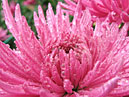 Cogged petals of chrysanthemum Anastasia Lilac. 
Size: 700x551. 
File size: 495,62 KB