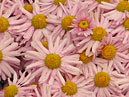 Light-pink chrysanthemums with prominent yellow centers. 
Size: 700x933. 
File size: 841,77 KB