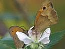 Самец и самка Воловий глаз на цветке ежевики. 
Размер: 700x861. 
Размер файла: 485.32 КБ