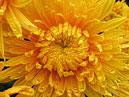 Распускающийся цветок хризантемы Солнечный Эльф. 
Размер: 700x544. 
Размер файла: 507.50 КБ