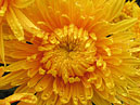 Flower of chrysanthemum Solnechniy Elf. 
Size: 700x544. 
File size: 507,50 KB