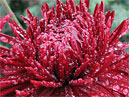 Chrysanthemum William Seward with rain-drops. 
Size: 700x844. 
File size: 790,10 KB