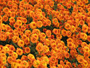 Orange chrysanthemums Nikitskaya Yubileinaya (translation from Russian - Nikita Jubilee). 
Size: 700x525. 
File size: 631,74 KB