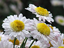 White chrysanthemums Abris with small flowers. 
Size: 700x937. 
File size: 685,34 KB