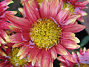 Chrysanthemum Sukhotsvetik of Nikitsky botanical garden selection. 
Size: 700x890. 
File size: 716,65 KB