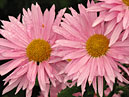 Pink flowers of chrysanthemum Erlic. 
Size: 700x525. 
File size: 451,57 KB