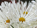 White spider chrysanthemums with elegant petals. 
Size: 700x933. 
File size: 758,03 KB