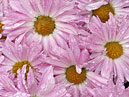 Pink chrysanthemums after November shower. 
Size: 700x933. 
File size: 815,98 KB