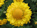 Bright-yellow flower of chrysanthemum. 
Size: 700x557. 
File size: 462,55 KB