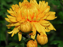 Сhrysanthemum ball. Orange-yellow chrysanthemum Bornholm. 
Size: 700x748. 
File size: 532,90 KB