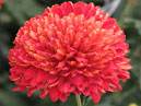 Chrysanthemum Krasnoe Znamya (translation from Russian - Red Banner). 
Size: 700x908. 
File size: 745,80 KB