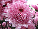 Flower of chrysanthemum Target. Close-up. 
Size: 700x615. 
File size: 541,59 KB