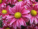 Chrysanthemums Two Tone Pink at the peak of their blooming. 
Size: 700x933. 
File size: 853,60 KB