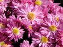 A bunch of chrysanthemums Hebe. 
Size: 700x394. 
File size: 400,33 KB