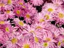 Sunlit pink chrysanthemum Hebe. 
Size: 700x394. 
File size: 430,54 KB