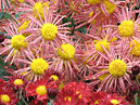 Pale-red chrysanthemums with slender petals and prominent centers. 
Size: 700x530. 
File size: 568,54 KB