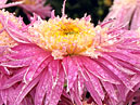 Chrysanthemum Ami Paulette - the winner of Chrysanthemum Ball 2008 in Nikitsky garden. 
Size: 700x959. 
File size: 921,10 KB