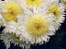 White anemone-type chrysanthemums Andree Rose. 
Size: 700x531. 
File size: 492,47 KB