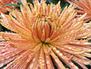 Chrysanthemums Anastasia Bronze in Nikita. 
Size: 700x533. 
File size: 499,30 KB