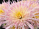 Chrysanthemums Annecy White on NBG show. 
Size: 700x892. 
File size: 793,02 KB