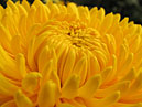 Yellow chrysanthemum close-up. 
Size: 700x553. 
File size: 318,38 KB