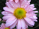 Pink chrysanthemums begin blooming. 
Size: 700x919. 
File size: 779,48 KB