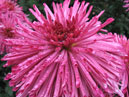 Pink chrysanthemum Mirage. 
Size: 700x808. 
File size: 669,67 KB