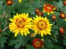 Two chrysanthemums Zolotoy Uley (Golden Hive) beginning to bloom. 
Size: 700x394. 
File size: 386,66 KB