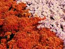 Garden chrysanthemums Plushevii Mishka. Selection of Nikitsky botanical garden. 
Size: 700x394. 
File size: 558,48 KB