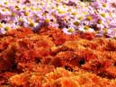 Horticultural chrysanthemums of Nikitsky Botanical Garden. 
Size: 700x394. 
File size: 472,13 KB