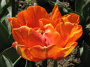     (Orange Princess). 
: 700x544. 
 : 397.71 