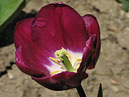 Тёмно-пурпурный тюльпан Деметер (Demeter). 
Размер: 700x905. 
Размер файла: 519.90 КБ
