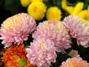 Multicolor chrysanthemum bouquet. 
Size: 700x394. 
File size: 316,09 KB